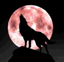 �����Ѫ������